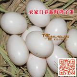 白鸽蛋包邮新鲜白鸽子蛋农家自养20枚包邮散养白鸽蛋孕宝营养辅食