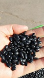 山西小黑豆乌豆有机食品正宗山地种植农家产品自产自销绿色食品