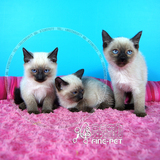 家养纯种泰国暹罗猫 活体宠物猫咪暹罗幼猫 支持支付宝