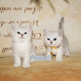 苏格兰折耳猫 英短银渐层 折耳蓝猫 短毛猫幼犬出售活体宠物猫