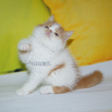 出售加菲猫宠物加菲猫幼猫纯种异国短毛猫活体加菲猫幼猫