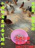 土鸡蛋 鸡种蛋受精蛋 土鸡种蛋可孵化 农家散养土鸡种蛋