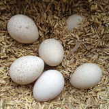 农家散养鸡蛋火鸡蛋孵化火鸡蛋受精种火鸡蛋尼古拉火鸡种蛋包邮