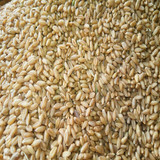 15年新小麦粒农家小麦草猫草种子麦芽糖麦子五谷有机粗粮5斤包邮