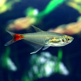 热带鱼观赏鱼 红尾玻璃鱼 红尾水晶鱼 水族小型鱼宠物活体 易养