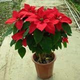 圣诞花 一品红盆栽 万年红 向阳红 开业节日点缀植物 礼品花卉