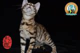 纯种小豹猫出售中 孟加拉豹猫 空心大玫瑰花活体宠物小豹猫