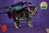 美国短毛 出售中小猫立耳纯种美短幼猫 活体宠物猫 赛级证书 弟弟