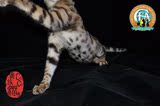 孟加拉豹猫幼猫金豹空心玫瑰花活体包健康100%实物拍摄支持视频