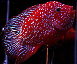 红德萨罗汉苗 泰国，热带鱼 观赏鱼。亚成活体