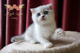 杭州浪漫猫屋 家养纯种苏格兰折耳猫 银虎斑加白色公猫