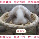 自家繁殖 迷你宠物兔子活体纯种荷兰垂耳兔宝宝猫猫兔狮子兔包邮