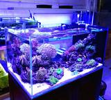 包邮莱意德全光谱海水灯LED水族灯珊瑚灯海缸灯3W灯珠尺寸定做