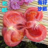 青岛农家自种有机蔬菜西红柿番茄新鲜无公害不催红不催熟现摘5斤