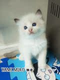 【YAMI MIAO猫舍】海豹双色布偶猫弟弟\幼猫宠物活体\带CFA繁育权