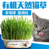 宠物零食 猫草套装 水晶土+优质种子 化毛球助消化