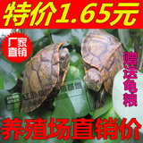 黄金巴西龟彩龟 乌龟活体宠物龟 水龟招财龟3-14厘米红耳龟情侣