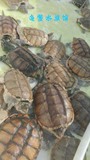 大鳄鱼龟大黄杂佛鳄龟宠物龟鳄龟乌龟活体清池，特价18一斤不包邮