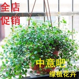 千叶吊兰 阳台客厅绿植花卉盆栽垂吊植物 铁线兰 四季常青吸甲醛