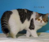 浙北名猫苑 CFA双血统加菲猫 异国短毛猫 加菲猫 家养赛级纯种