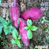 【三棵松农家】新鲜紫薯5斤装紫心番薯地瓜香薯农家果蔬批发包邮
