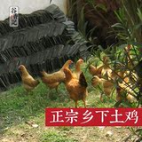 正宗农家散养2年土鸡老母鸡现杀新鲜草鸡柴鸡 孕妇月子儿童滋补鸡