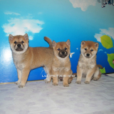 出售日本系纯种柴犬 幼犬 出售 忠犬八公秋田犬 支持支付宝