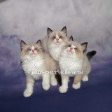 布偶猫 幼猫纯种布偶猫双色纯种布偶猫幼猫宠物活体宠物猫布偶