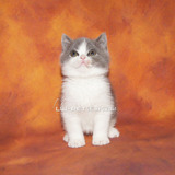 出售英短蓝猫幼猫纯种英短幼猫短毛猫活体包养活