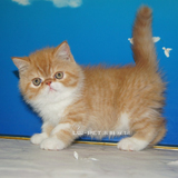 红虎斑加白纯种 加菲猫 异国短毛猫 活体宠物 加菲猫 幼猫