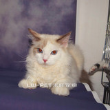 布偶猫双色海豹布偶猫幼猫纯种活体布偶猫海豹重点色