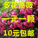 多花蔷薇花苗 爬藤月季玫瑰爬墙 2年苗庭院花卉盆栽四季开花 植物