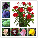 玫瑰花 花卉绿植物室内外盆栽香水玫瑰食用玫瑰花苗开花苗包邮