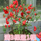 阳台花卉庭院盆栽日本海棠花苗4年树苗盆景植物 四季开花蔷薇绿植