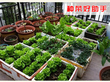 24种蔬菜种子套餐 易种阳台种菜 庭院蔬果菜籽春夏秋四季播包邮