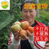 农家新鲜蔬菜西红柿番茄 绿色有机水果小西红柿 广东时令蔬菜配送
