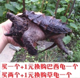 2015大鳄龟苗背甲10-12厘米原色大E活体小水龟鳄龟全品宠物乌龟