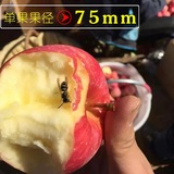 【老外婆】秒山西红富士冰糖心苹果水果运城万荣临猗胜阿克苏8斤