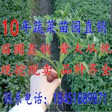 番茄小苗 樱桃番茄 圣女果番茄 阳台盆栽四季种 蔬菜种子 水果苗
