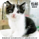 英国短毛猫纯种正八字黑白英短幼猫宠物猫活体小猫咪名种猫弟弟DD
