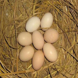 乌鸡种蛋受精种蛋白凤乌骨鸡种蛋土鸡蛋种蛋孵化鸡蛋二十枚包邮