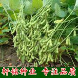 中熟毛豆种子 菜用大豆高产 黄豆种子 高产种菜蔬菜大田种子