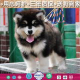 物狗阿拉斯加犬幼犬/出售阿拉斯加雪橇犬巨型阿拉斯加犬纯种犬