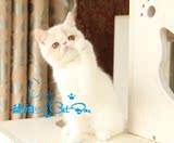 【琥珀】赛级异国短毛猫加菲猫红白净樊MM母活体宠物有视频