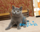 【琥珀】英国短毛猫英短蓝猫MM母 活体宠物有视频