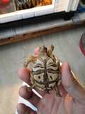 吃素龟宠物龟  陆龟活体  新手龟 各种陆龟