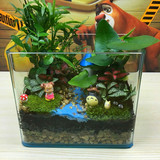新款玻璃缸苔藓微景观生态瓶DIY龙猫盆栽办公室桌面绿植生日礼物
