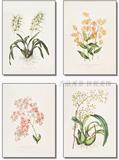 美式手绘花卉现代植物花卉进口画芯微喷装饰画画布画心批发