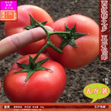 山村农家 新鲜蔬菜 西红柿 番茄 自然熟不催红 蔬菜 有机蔬菜