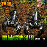 宠物蝎子雨林蝎亚洲假帝王蝎子公母一对无毒总长14-16cm 送套餐